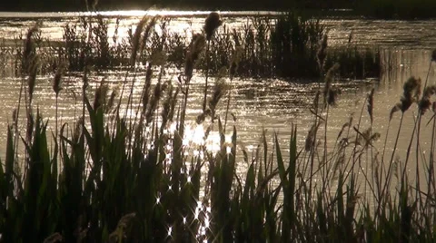 Reflection of a sun and specks of light on the river on a background reeds Stock Footage 33702356