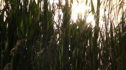 Reflection of a sun and specks of light on the river on a background reeds Stock-Footage 33702372