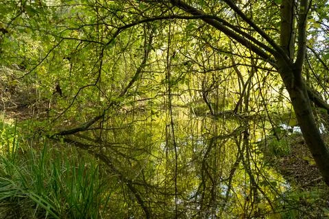 Reflection in sun lit lake Foto stock