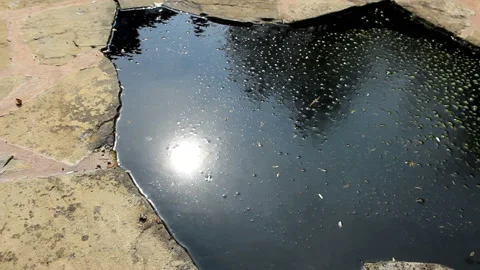 Reflection of the Sun in a pond full of tadpoles Stock Footage 139881920