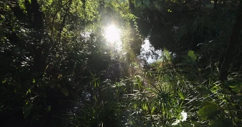 Reflection of sun on the pond at sunset. Lots of plants and foliage, and insects Stock Footage 117564603