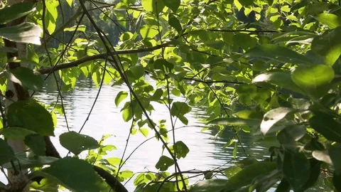Reflection of sunlight or sunbeams on green leaves of trees against lake water Stock Footage 127883708