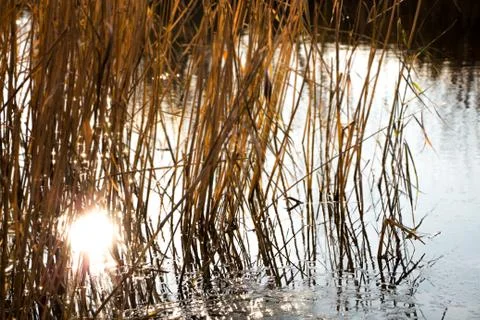 The reflection of sunlight from the river in the reeds Stock Photos
