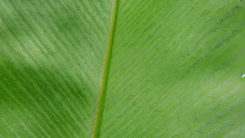 Reflection of sunlight on wide green leaves Stock Footage 320916650