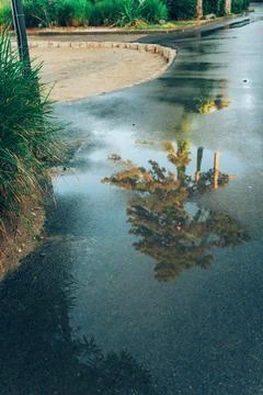 Reflection of a sunlit pine tree in a street puddle in Kvarner Bay, Croatia.. Foto stock