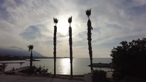 Reflection of the sun's rays filtering through the palm trees on a calm day Video stock 219776688