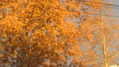  The reflection of the sun's rays on the trees. City. Stock Footage 101446939