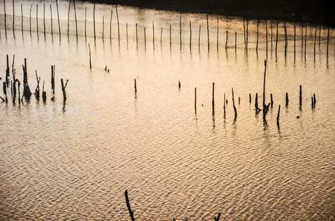 The reflection of the sunset on the fish pond Stock Photos