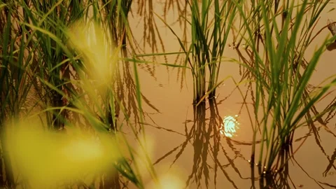 Reflection of sunset in a rice field puddle Stock Footage 341700444