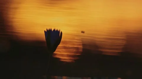 Reflection of sunset in water for natural background with glow and glitter Stock Footage 342072065