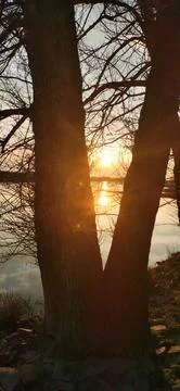 Reflection of sunset in water through tree branches 스톡 사진