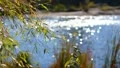 Reflection of sunshine from the water surface. bokeh video. HD Footage