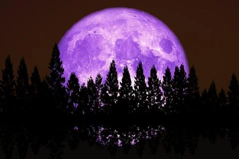 Reflection super corn planting purple  moon rise back top pine clear cloud on Stock Illustration