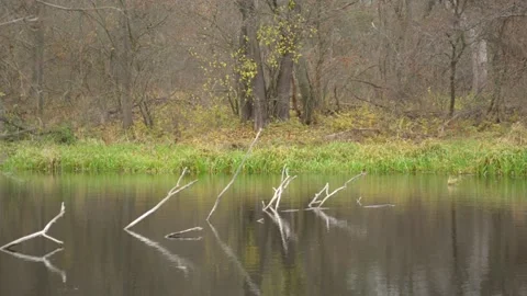 Reflection on the surface of a forest pond Stock-Footage 142707761