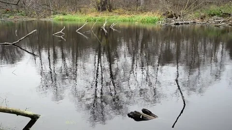 Reflection on the surface of a forest pond Stock-Footage 142708699