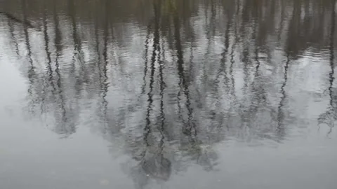 Reflection on the surface of a forest pond Stock-Footage 142708817