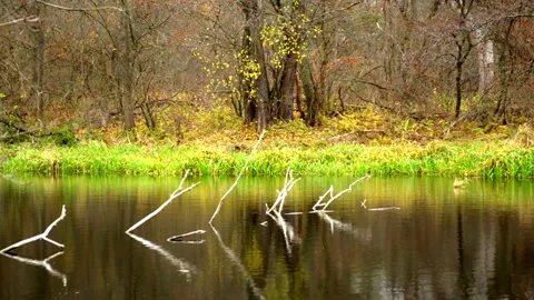 Reflection on the surface of a forest pond Stock-Footage 142709059
