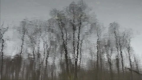 Reflection on the surface of a forest pond Video stock 142709088
