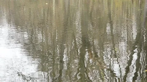 Reflection on the surface of a forest pond Stock-Footage 142710168