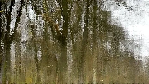 Reflection on the surface of a forest pond Stock-Footage 142711336