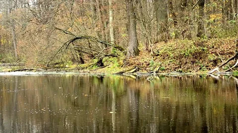 Reflection on the surface of a forest pond Stock-Footage 142711653