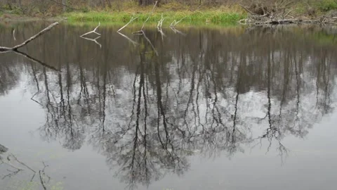 Reflection on the surface of a forest pond Stock-Footage 142712398