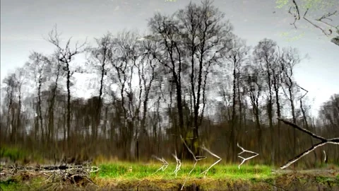 Reflection on the surface of a forest pond Stock-Footage 142712498
