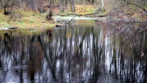 Reflection on the surface of a forest pond Stock-Footage 142730141