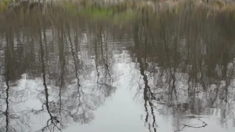 Reflection on the surface of a forest pond Stock-Footage 142730171