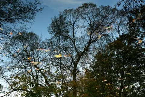 Reflection on the surface of the Stock Photos