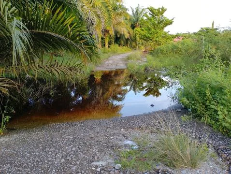 The reflection of the surrounding trees in a puddle on the side of road Stock Photos