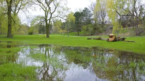Reflection from the swamp at the public park in springtime with old fallen tr Stock Photos