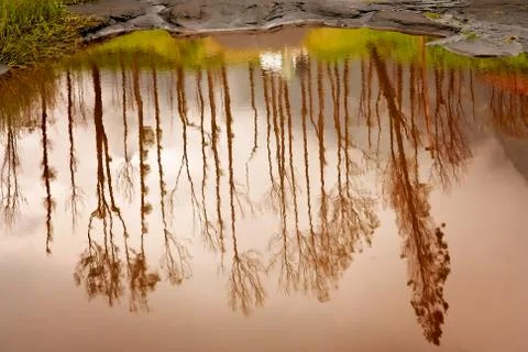 Reflection of tall trees in the small pond Photos