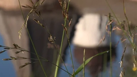 Reflection of the temple in the river. Game focus. Video stock 93296520