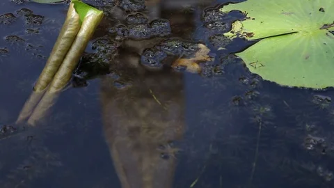 Reflection of Temple in Water rack focus Stock Footage 104417949