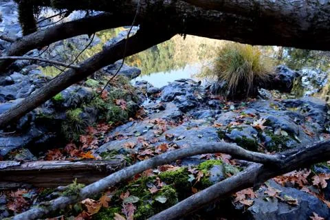 A reflection through trees Stock Photos