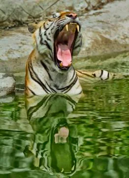 Reflection of a Tiger Foto stock