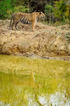 Reflection of Tiger in Water 스톡 사진