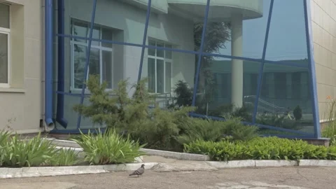 Reflection of traffic with a walking pigeon in the foreground Stock Footage 162138072