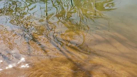 Reflection of a tree and branches in calm water with small waves. Stock Photos