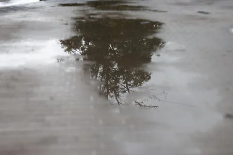 Reflection of tree and cloudy sky in rain puddle on wet asphalt pavement. G.. Stock Photos