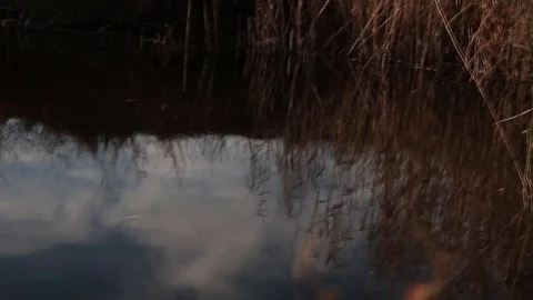 Reflection of tree and reeds from the river Stock Footage 85391048