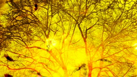 Reflection of a tree and tadpoles Stock Footage 479641