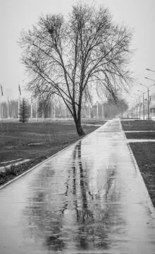 A reflection of a tree in autumn Stock Photos