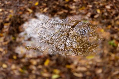 Reflection of a tree branch in a muddy puddle in autumn Stock Photos