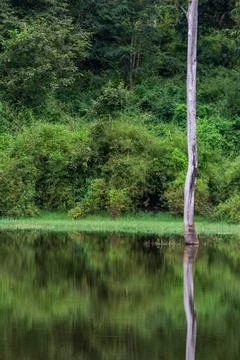 Reflection of a tree branch in a pond in a jungle. Stock Photos