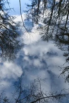 Reflection of tree branches and cloudy sky on calm water surface abstract nature Stock Photos