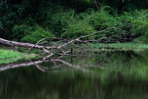 Reflection of a tree with branches fallen on pond in a jungle. Stock Photos