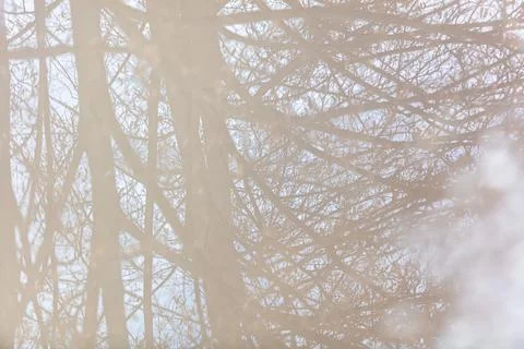 Reflection of tree branches in a puddle in winter 写真素材