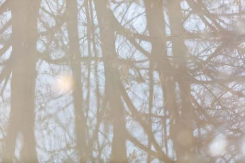 Reflection of tree branches in a puddle in winter 写真素材